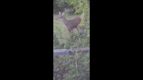 Deer Close To Back Deck