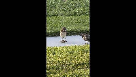 Baby Burrowing Owls Day 24 Out! | 4K