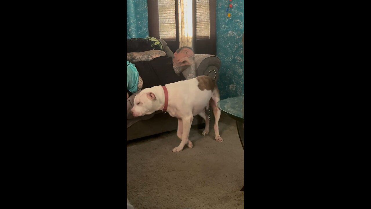 Dog life