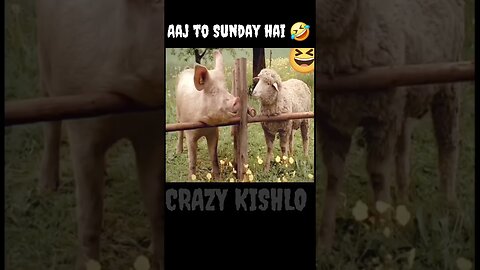 Aaj to Sunday hai 😅 #shortfeed #shortvideo #shorts #sunday
