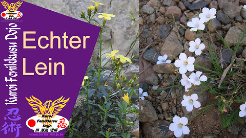 090 - Echter Lein