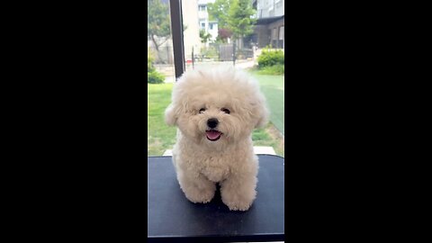 cute puppy