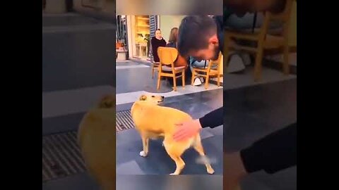 FUNNY DOGS