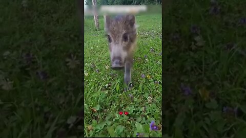 The man picked up a wild boar and raised him