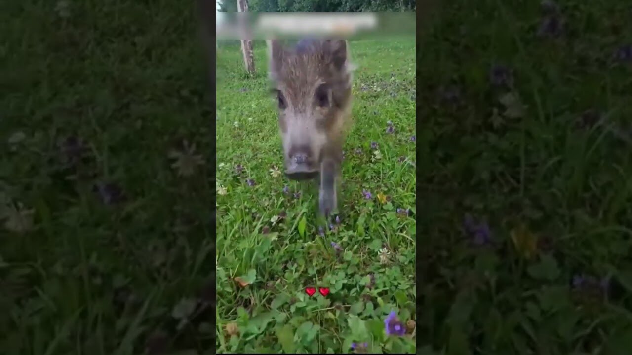 The man picked up a wild boar and raised him