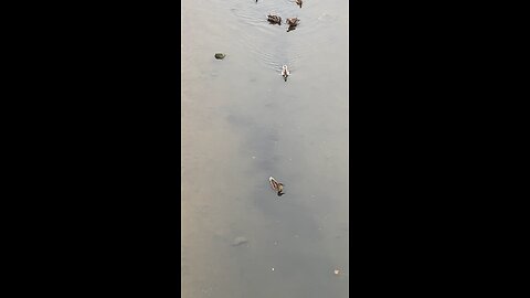 Mallard Ducks 🦆 #mallardducks #shorts #viral #trending #ducks #duck #followme