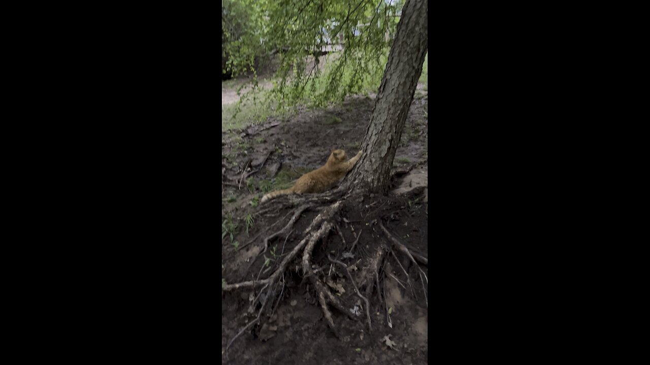 I broken the tree.