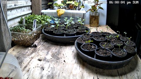 Seedling Timelapse Ending 28-05-2025