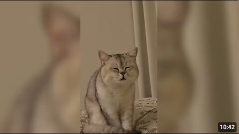 Funny Pet Videos 🤣 Funny Animal Moments #