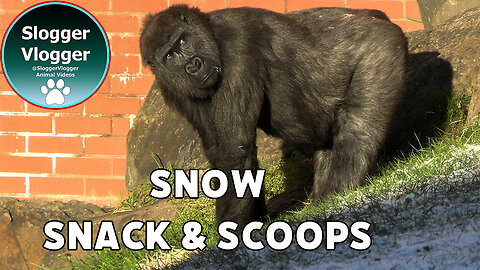 Winter Walk with Gorillas Silverback Oumbi and Shufai