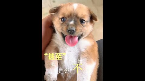When a dog meets a little rabbit, cute pet debut plan, dog and rabbit, rural cute pet