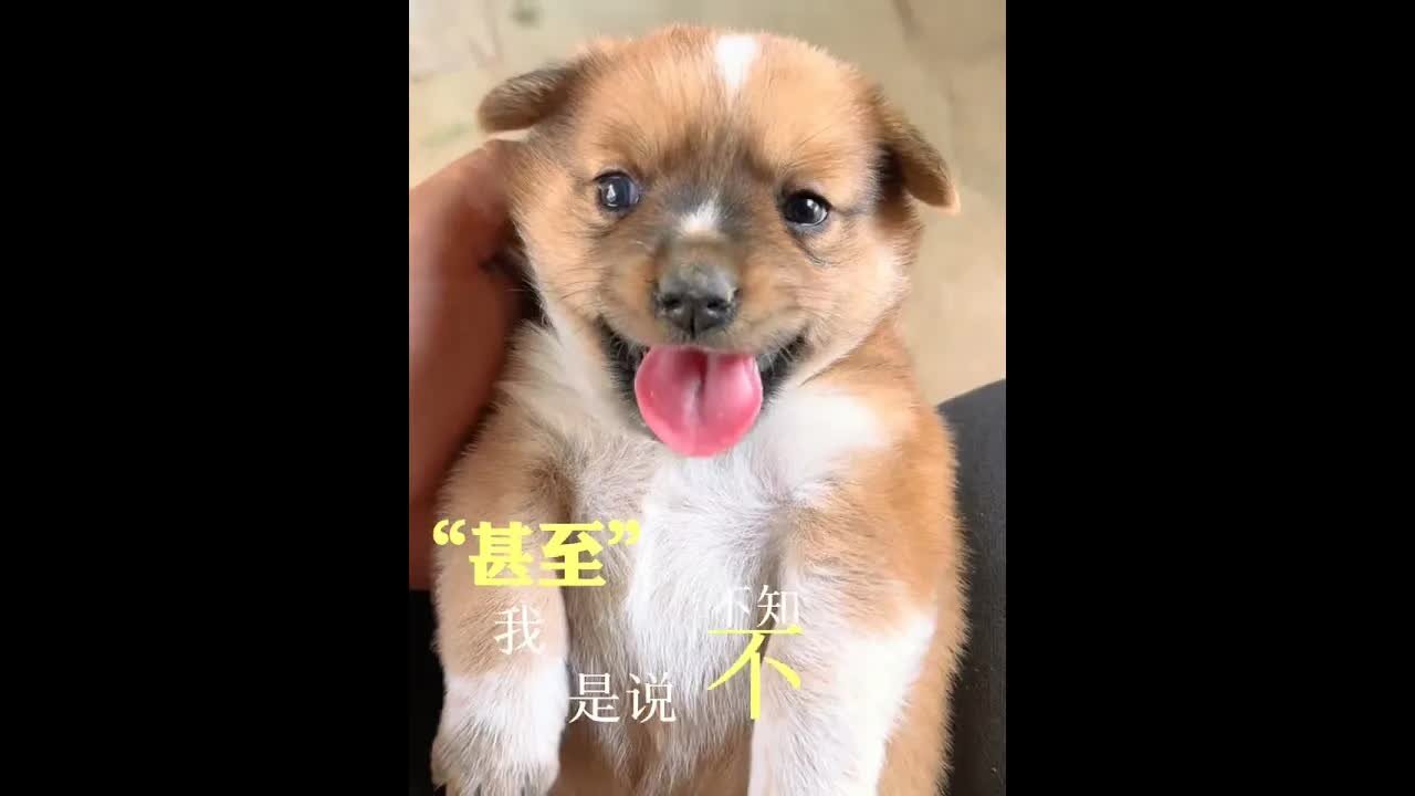 When a dog meets a little rabbit, cute pet debut plan, dog and rabbit, rural cute pet