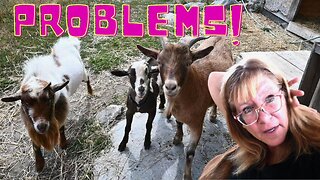 THERE Might Be A PROBLEM Breeding Our New BUCK To Our HERD!
