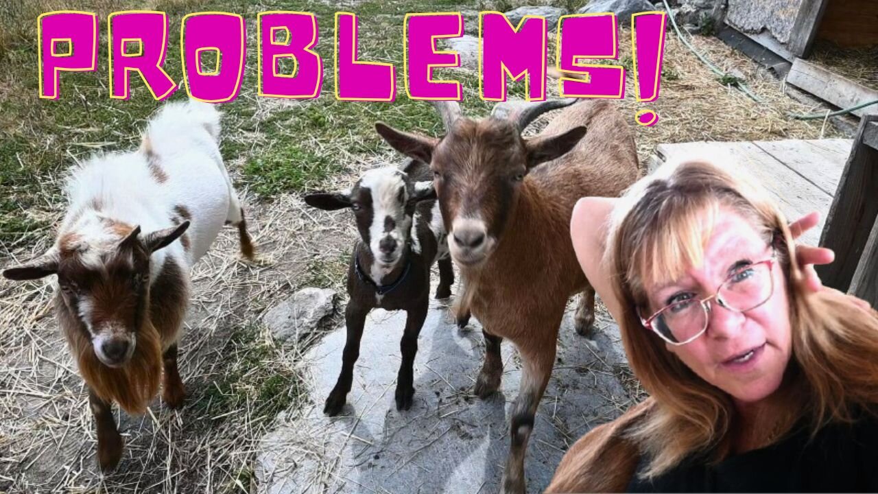 THERE Might Be A PROBLEM Breeding Our New BUCK To Our HERD!