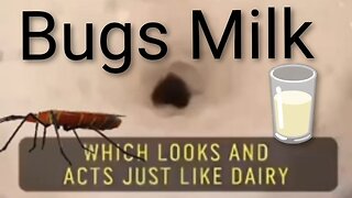 Milk Alternative made out of Bugs - Entomilk - Bugs Milk