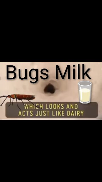 Milk Alternative made out of maggots - Entomilk Bugs Milk