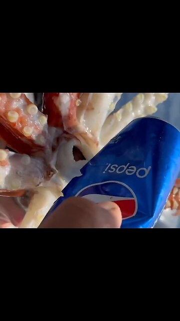 Giant Squid Fish Strong Enough To Cut Metal soda Can It's Insane