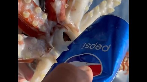 Giant Squid Fish Strong Enough To Cut Metal soda Can It's Insane
