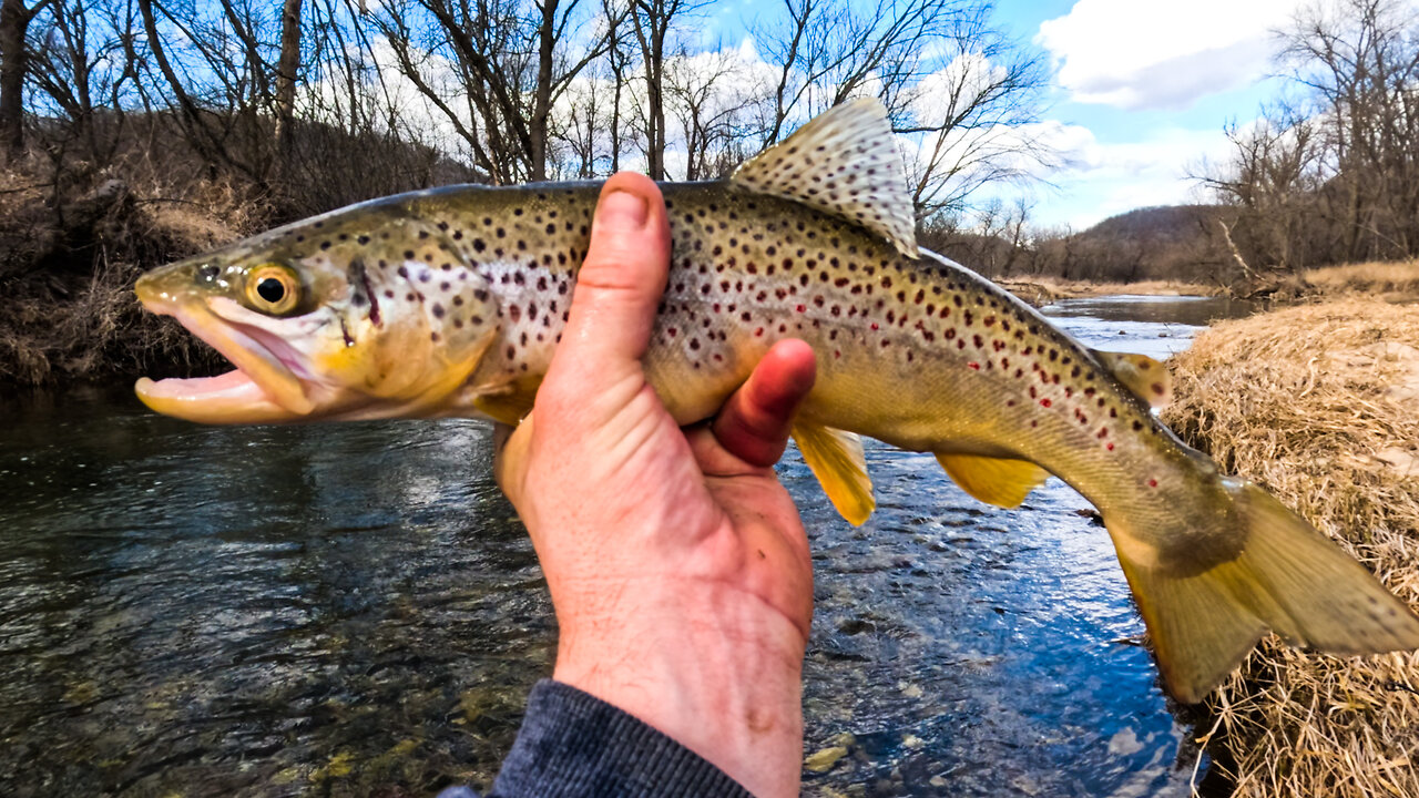 Rapalas and Rewards Landing Chunky Trout Galore