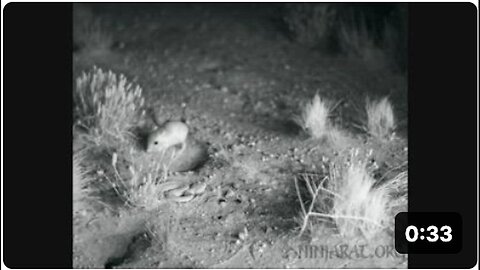 "Kangaroo Rat Uses Defensive Kick Against Rattlesnake During Mid-Air Jump"