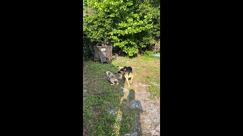 Puppy chases big dog
