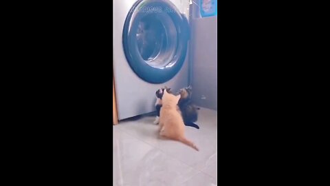 curious cats