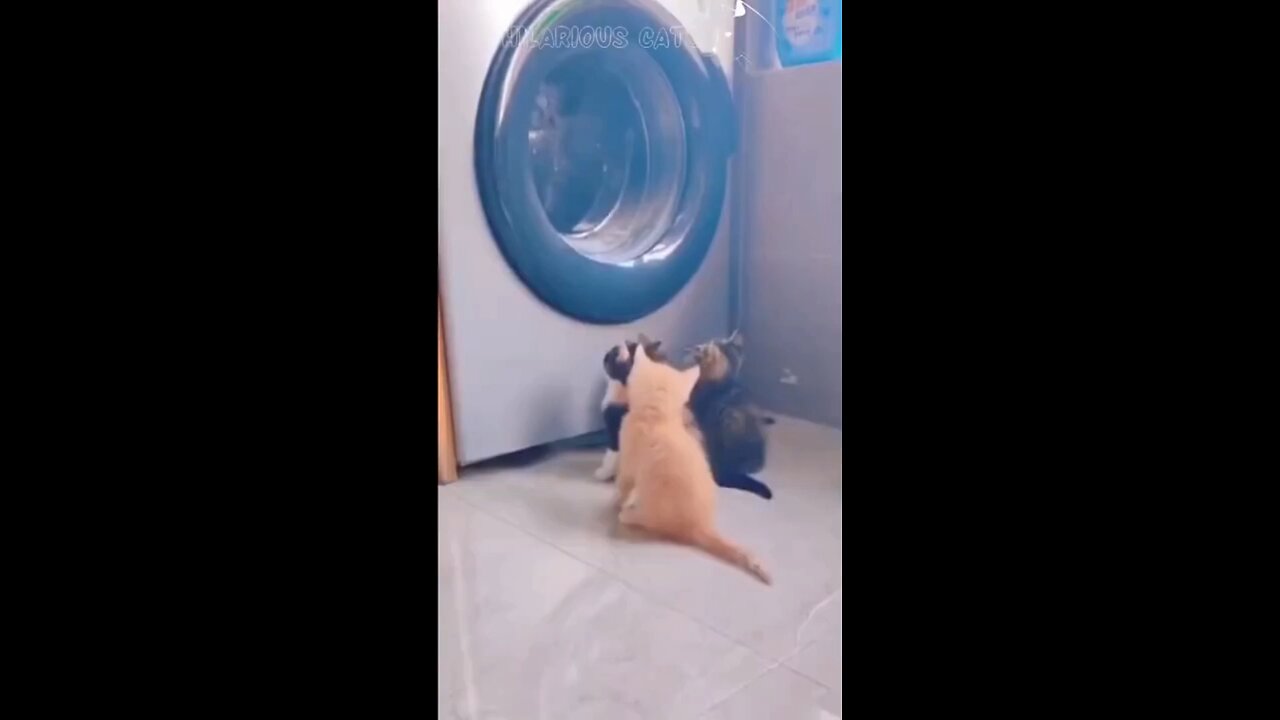 curious cats