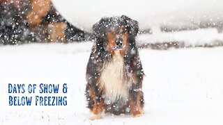 Winter's Grip Descends - Snow & Cold Arrive at Our Mountain Homestead With Silent Beauty