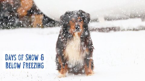 Winter's Grip Descends - Snow & Cold Arrive at Our Mountain Homestead With Silent Beauty