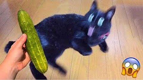 “Cat vs. Cucumber: The Drama Continues! 😼”