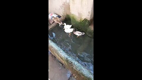 fucks in water