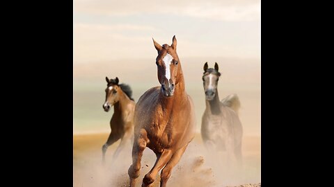 Horses