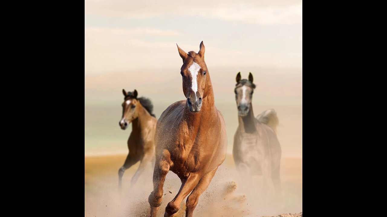 Horses