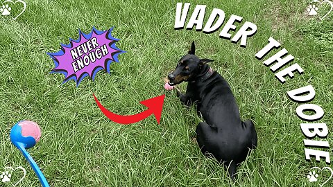 Foggy Morning Walk 🌫️🐾 | Doberman Chooses Tennis Balls Over Roosters