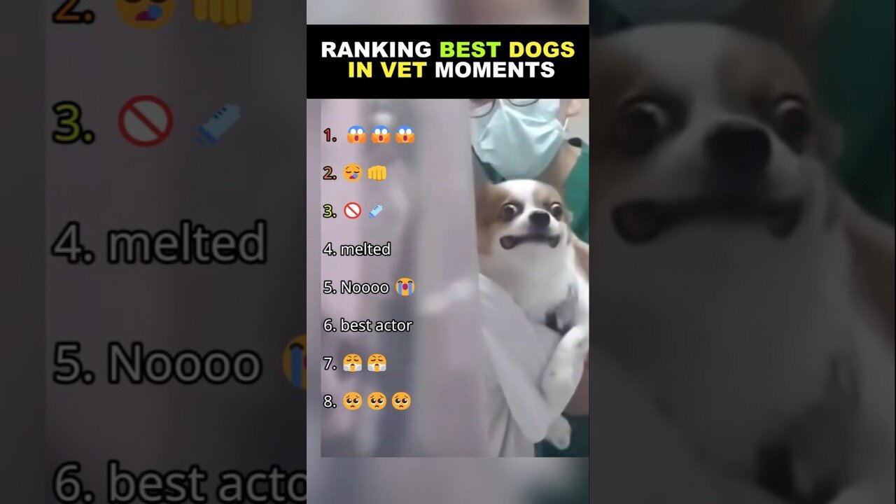 Ranking Best Dogs in Vet Moments