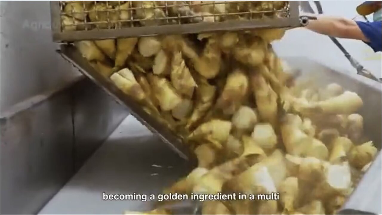 How Million Tons of Bamboo Shoots Are Harvested & Processed Amazing Bamboo Shoot Farming