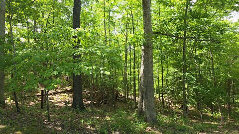 Cicadas 2025 Olive Hill KY