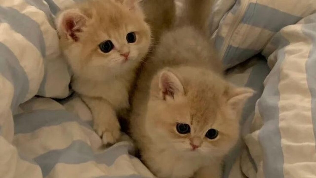 cute and funny cats and pets 😍