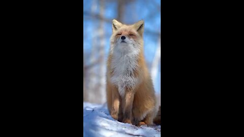 The fox relaxes peacefully under the warm sunlight on a calm day.
