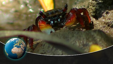 Mangroves - Coastal forests threatened by the shrimp industry