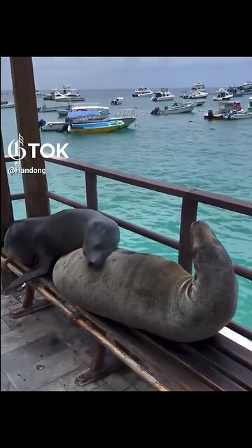 SEA LIONS SPEND THE DAY🏝️⛵️🦭📸HANGING OUT AT THE BAY🦭🏖️🚤💫
