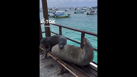 SEA LIONS SPEND THE DAY🏝️⛵️🦭📸HANGING OUT AT THE BAY🦭🏖️🚤💫