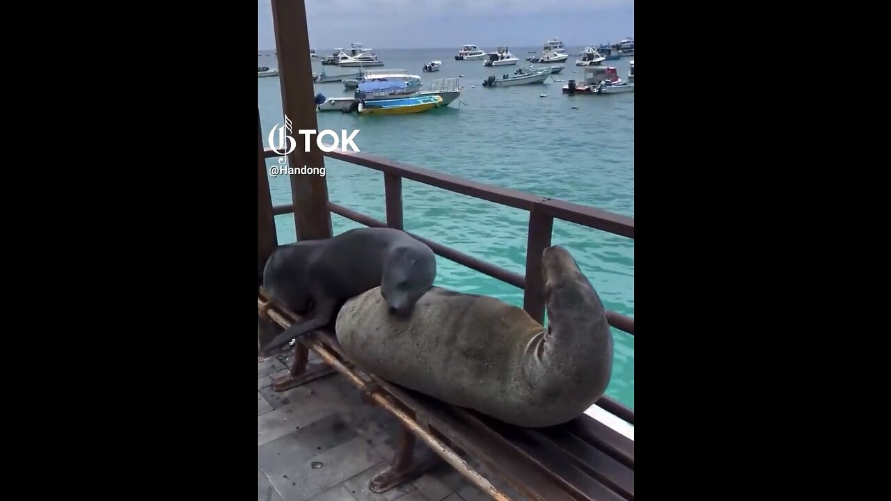 SEA LIONS SPEND THE DAY🏝️⛵️🦭📸HANGING OUT AT THE BAY🦭🏖️🚤💫