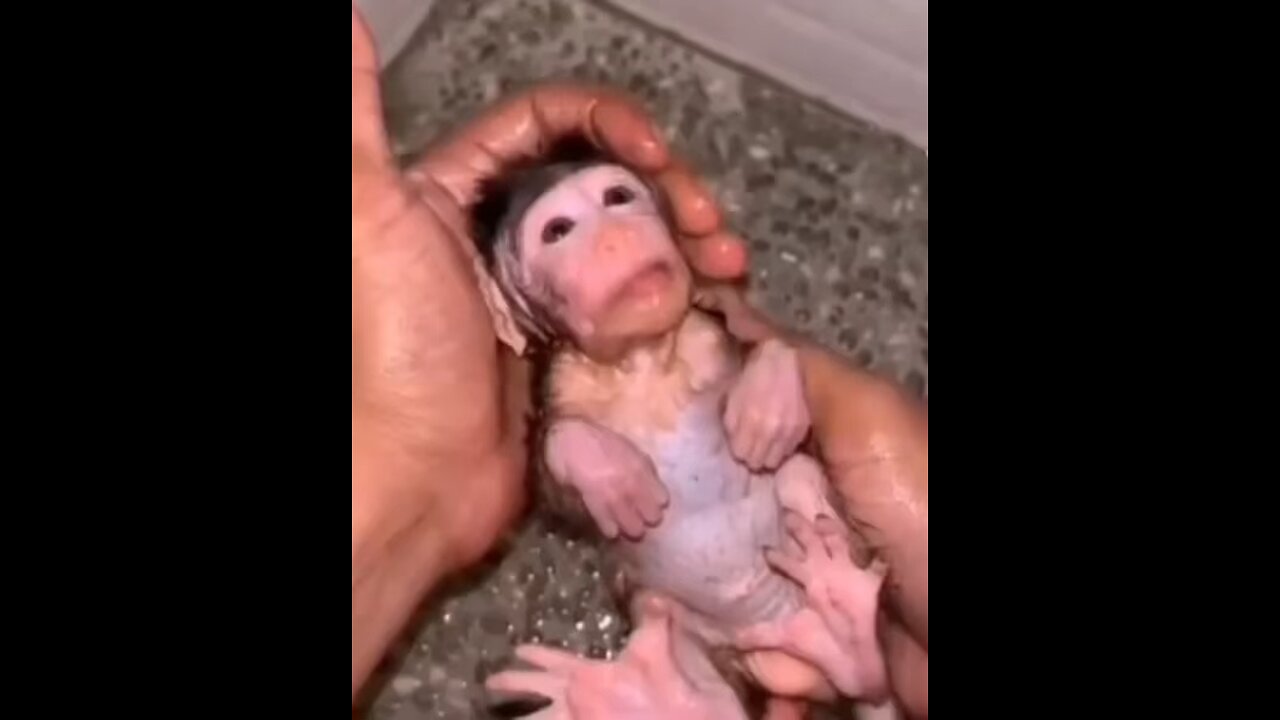 Orphan monkey eating nutritional powder