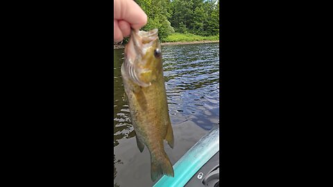 Releasing a small bass