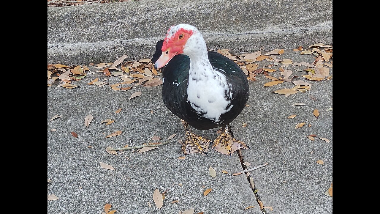 Schubert - Moment musical C Dur