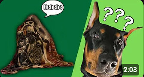 Doberman Plays Hide & Seek Indoors 🐾 | Heartmelting Reaction at the End!