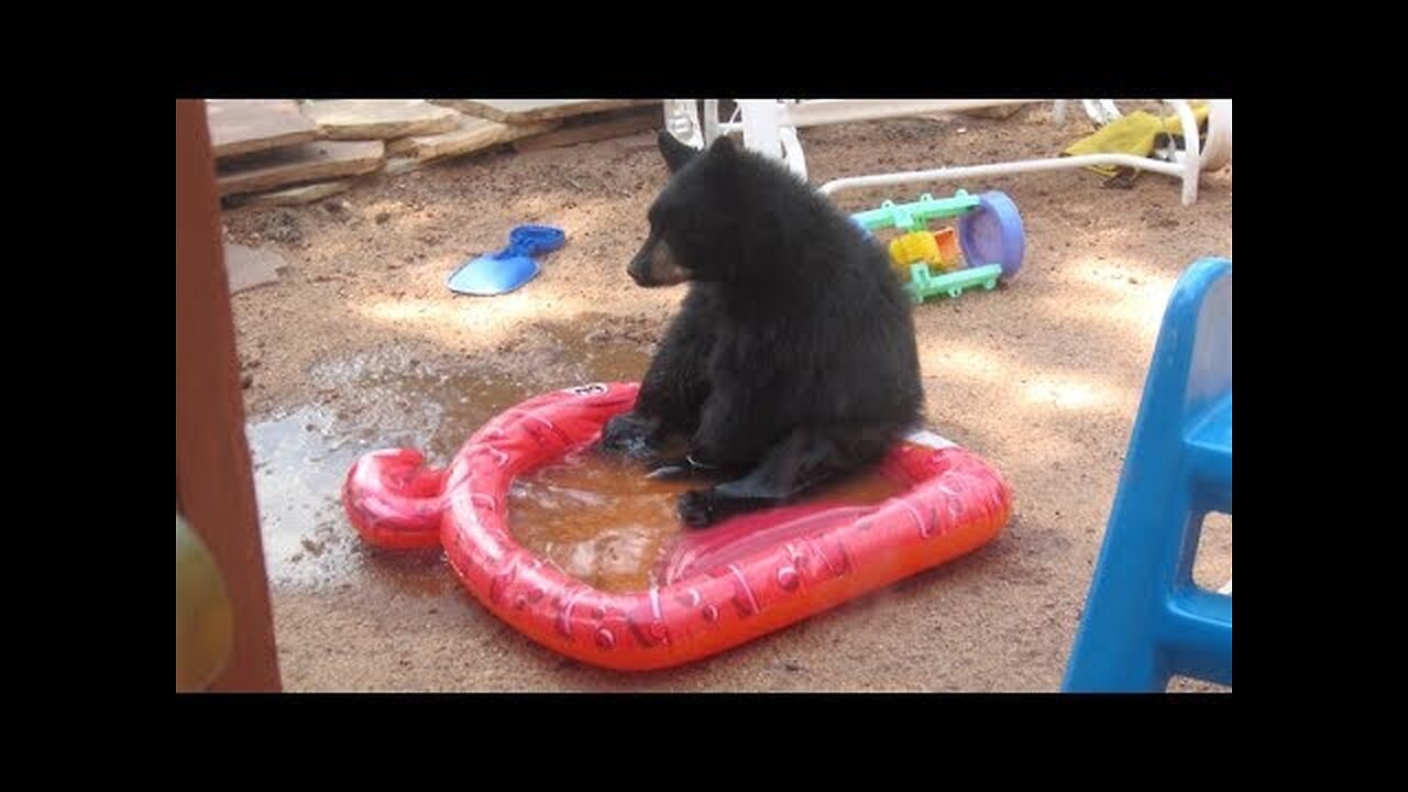 The FUNNIEST and most HILARIOUS ANIMALS - Super FUN & HARD TRY NOT TO LAUGH challenge