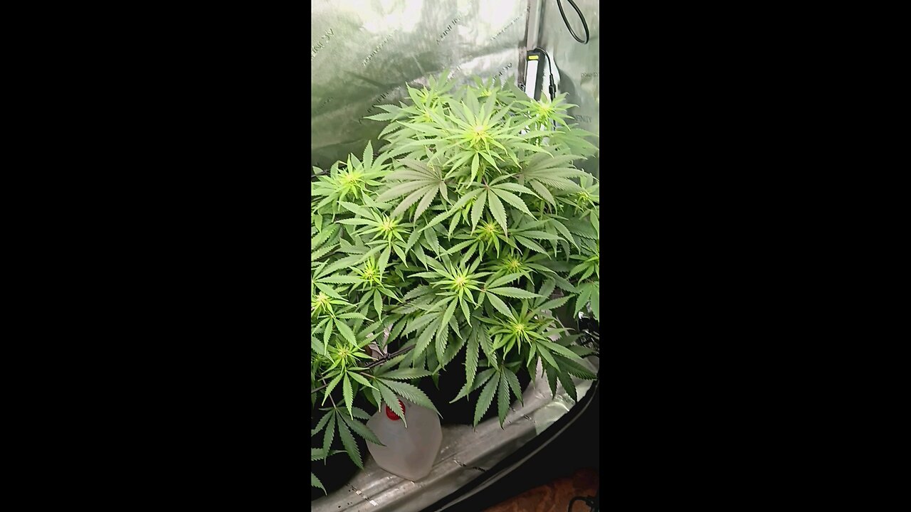 Wedding cheesecake week 11 day 2