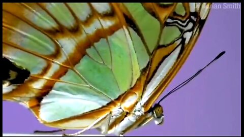 TRUE FACTS: THE CRAZY DEFENSES OF BUTTERFLIES AND MOTHS 💖